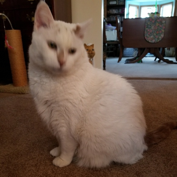 Meet your Posher, Kathie - Picture 2 of 2